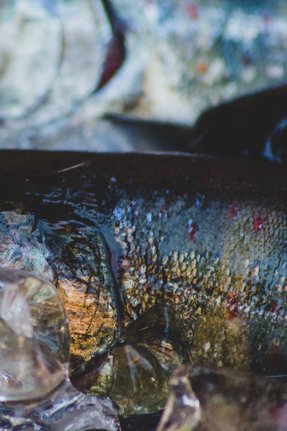 The Ultimate Guide to Fish Oil